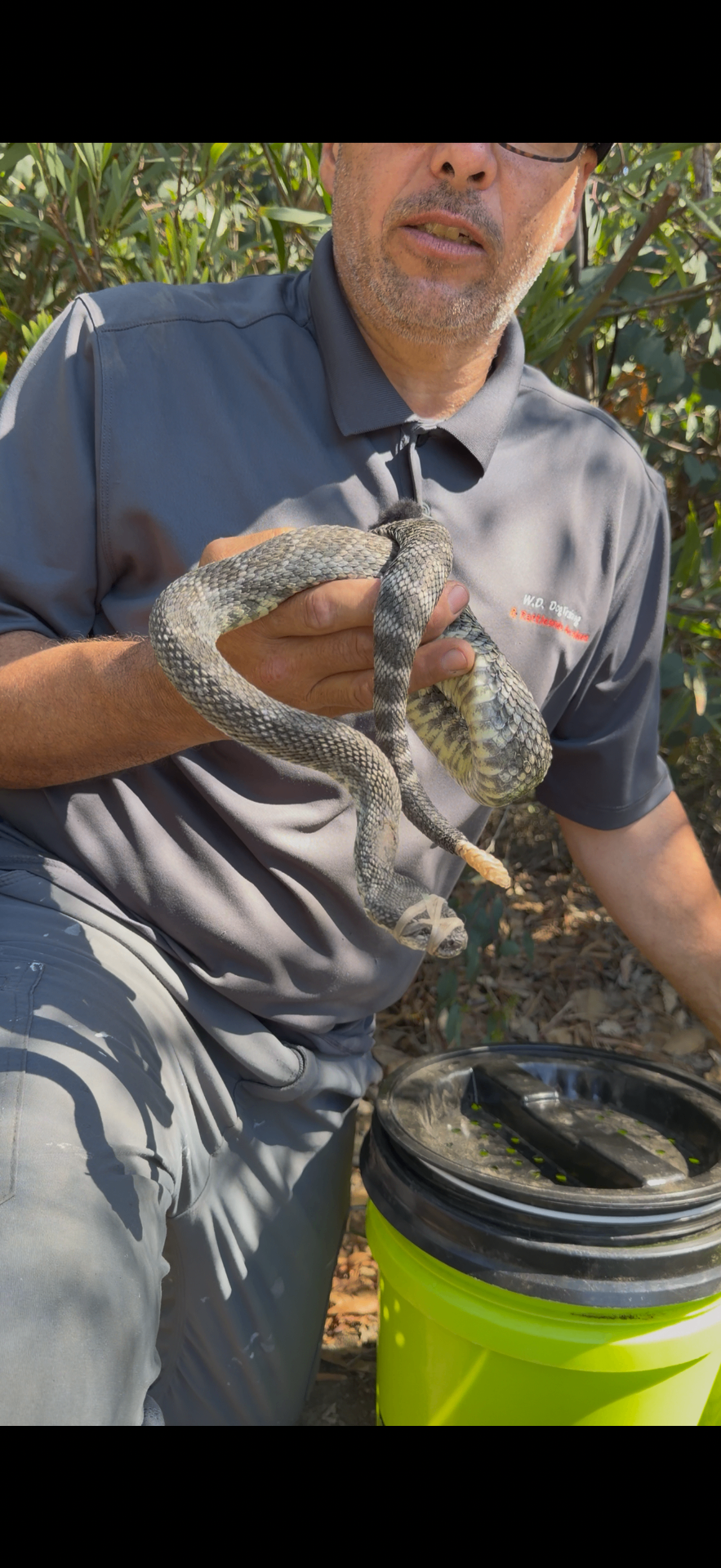 Rusty holding a safely muzzled rattlesnake beside a transport bucket
