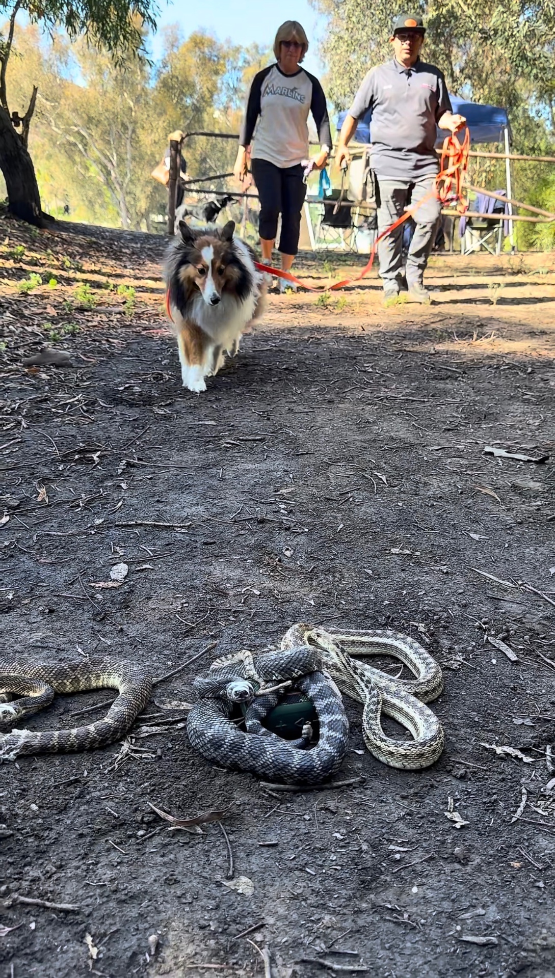 Sheltie on leash walking toward rattlesnakes during a WD aversion training session