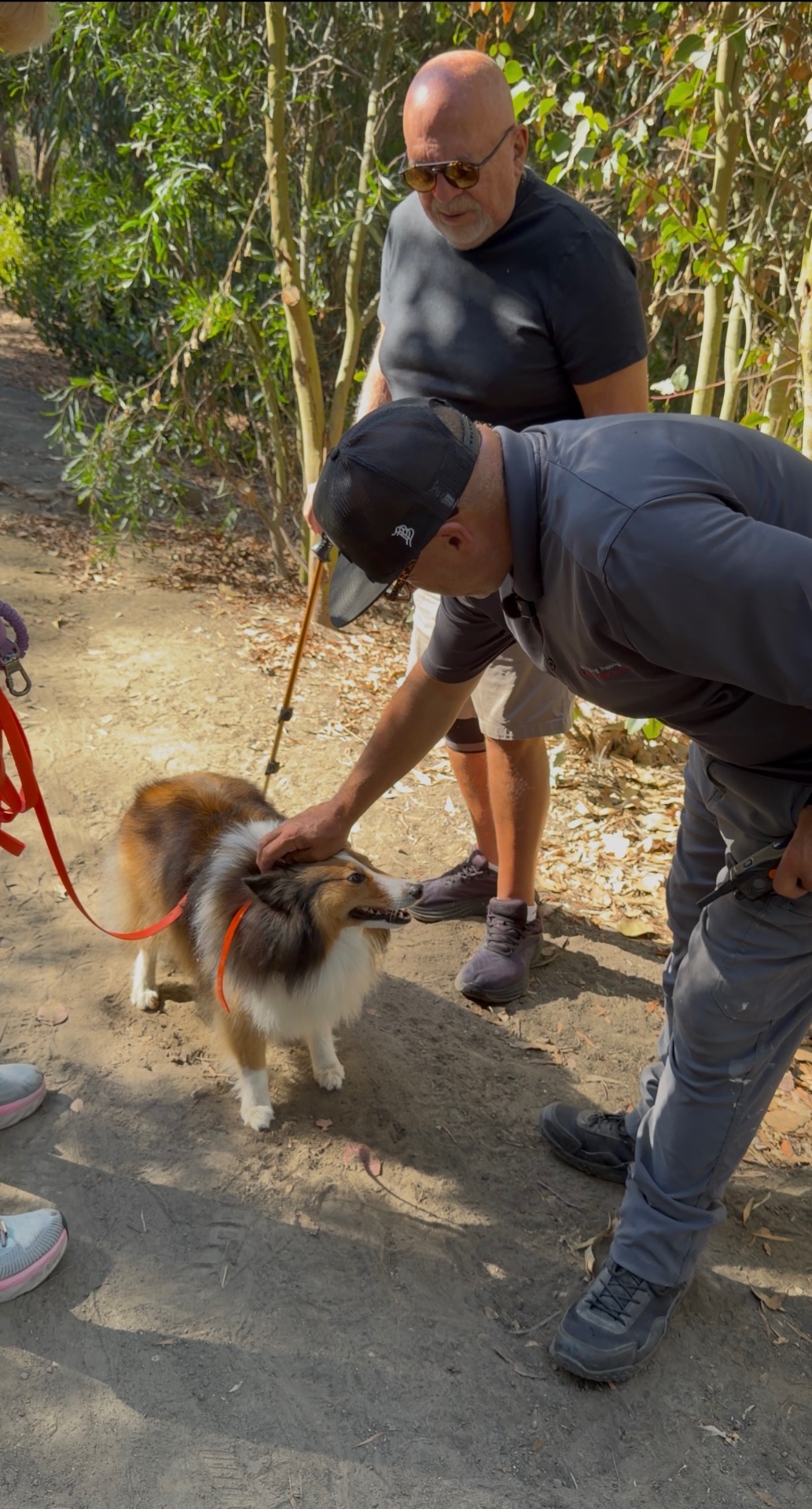 Rusty greeting a sable Sheltie after a training session on a shaded trail